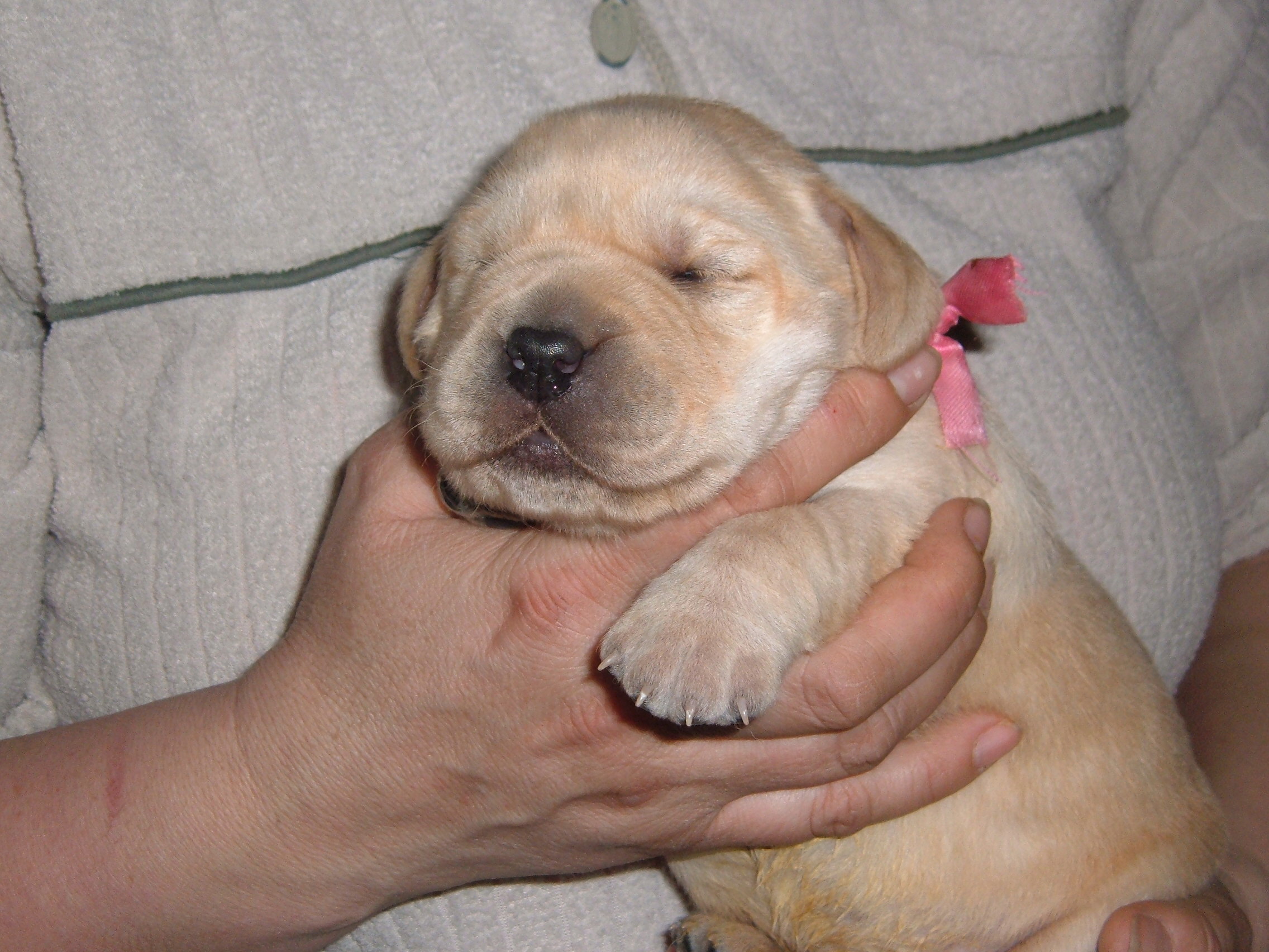 chicco a casey153.jpg