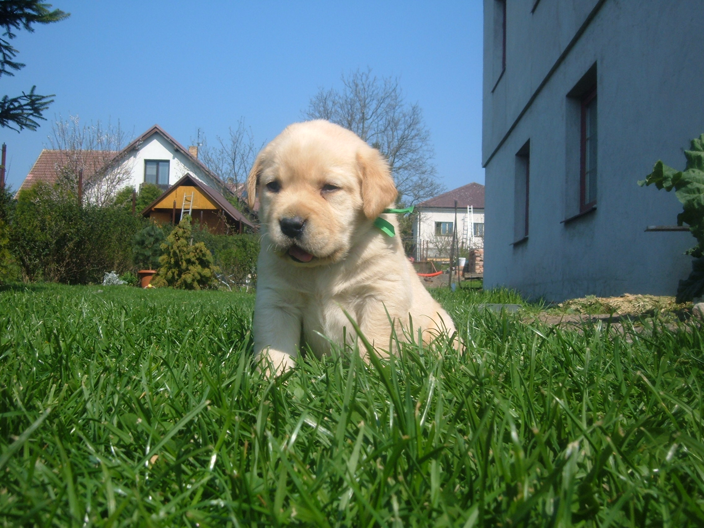 4-týden štěnata08.jpg