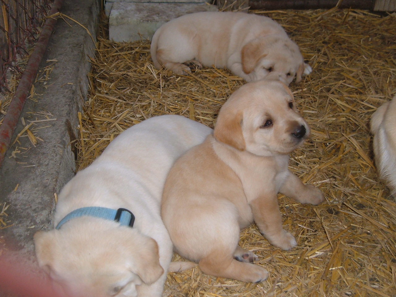 5-týden štěnata 15.jpg