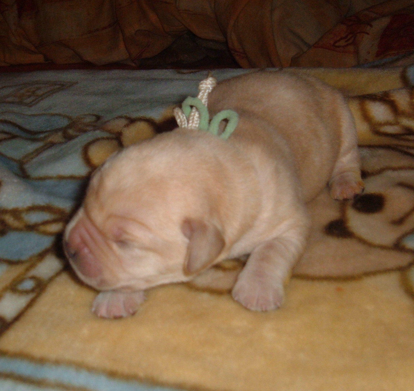 006 týdenní teddy.jpg